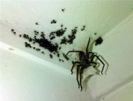 De ce visezi un păianjen mare negru?