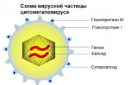 Citomegalovīrusa infekcijas cēloņi, ārstēšana, simptomi