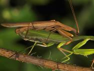 Ritualuri speciale pe care le observă mantisele rugătoare: împerecherea în pragul vieții și a morții Mănâncă masculul după împerechere