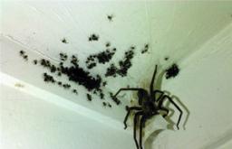 큰 검은 거미가 꿈꾸는 이유는 무엇입니까?