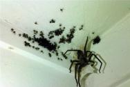 큰 검은 거미가 꿈꾸는 이유는 무엇입니까?